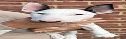 English Bull Terrier dogs for sale: 🇬🇧 BULLYVIEW BULL TERRIERS🇬🇧 - Advert 1