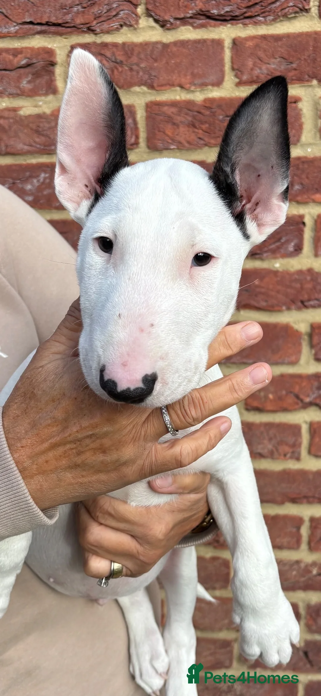 English Bull Terrier dogs for sale: 🇬🇧 BULLYVIEW BULL TERRIERS🇬🇧 - Advert 1