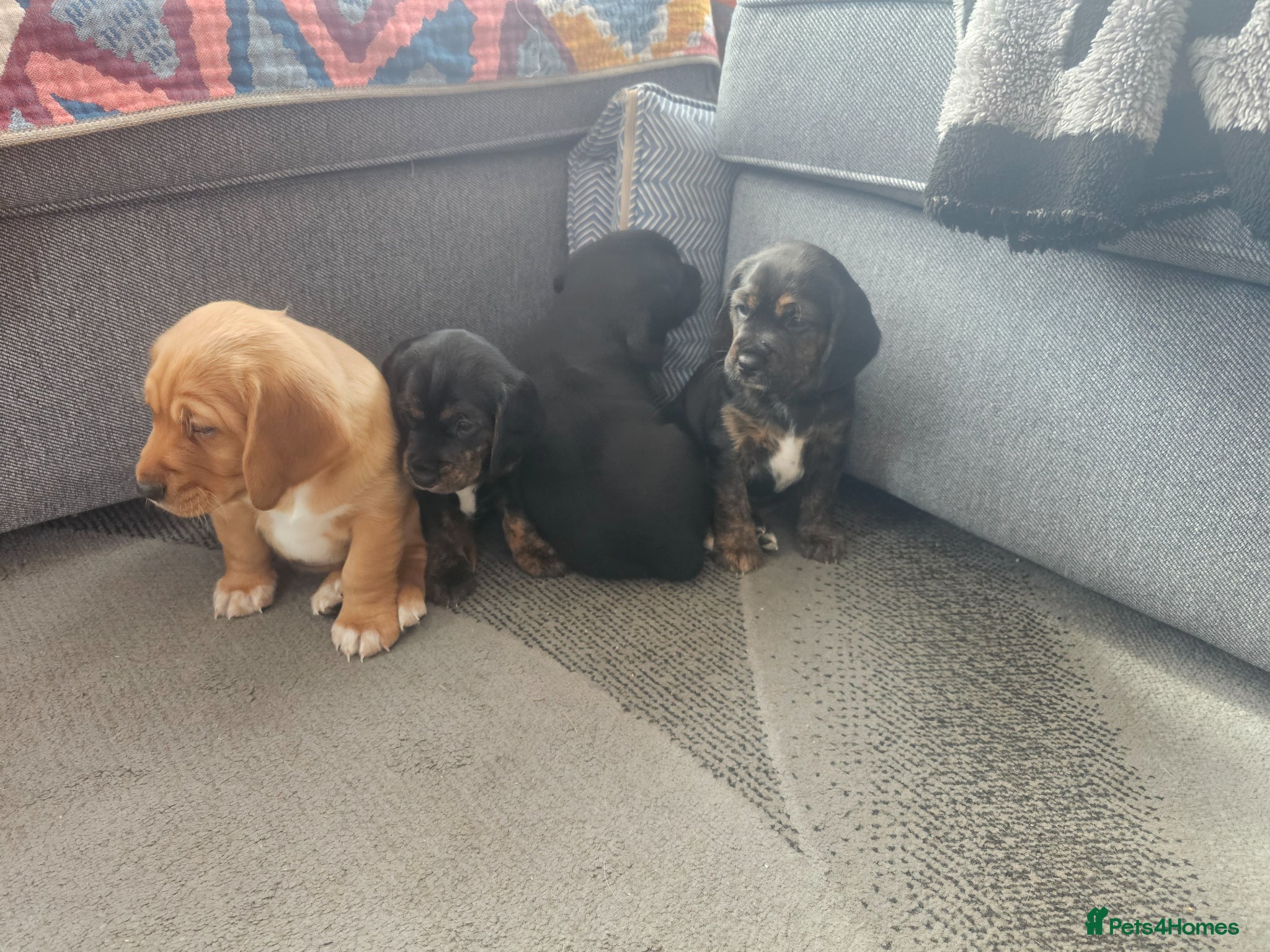 Mixed Breed dogs Puppies for sale - Advert 8