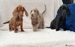 Miniature Dachshund dogs for sale: READY NOW  MINI DAXIS RAINBOW COLOURS PRA KC REG - Image 5