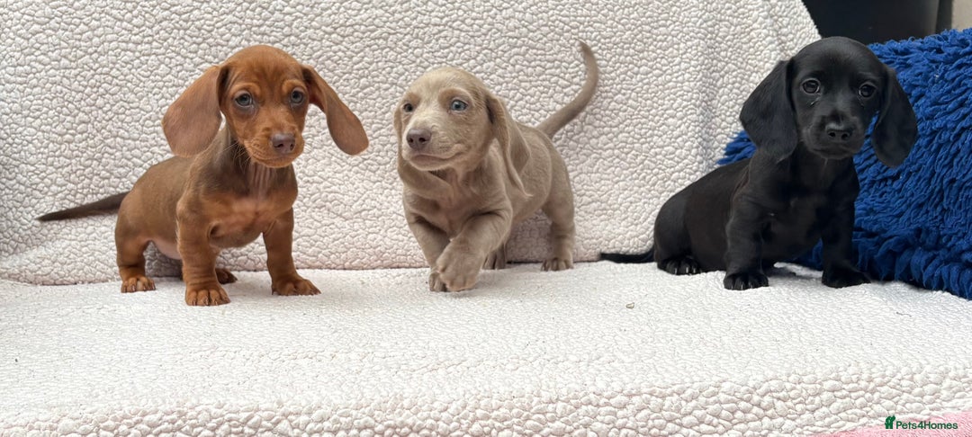 Miniature Dachshund dogs for sale: READY NOW  MINI DAXIS RAINBOW COLOURS PRA KC REG - Image 5