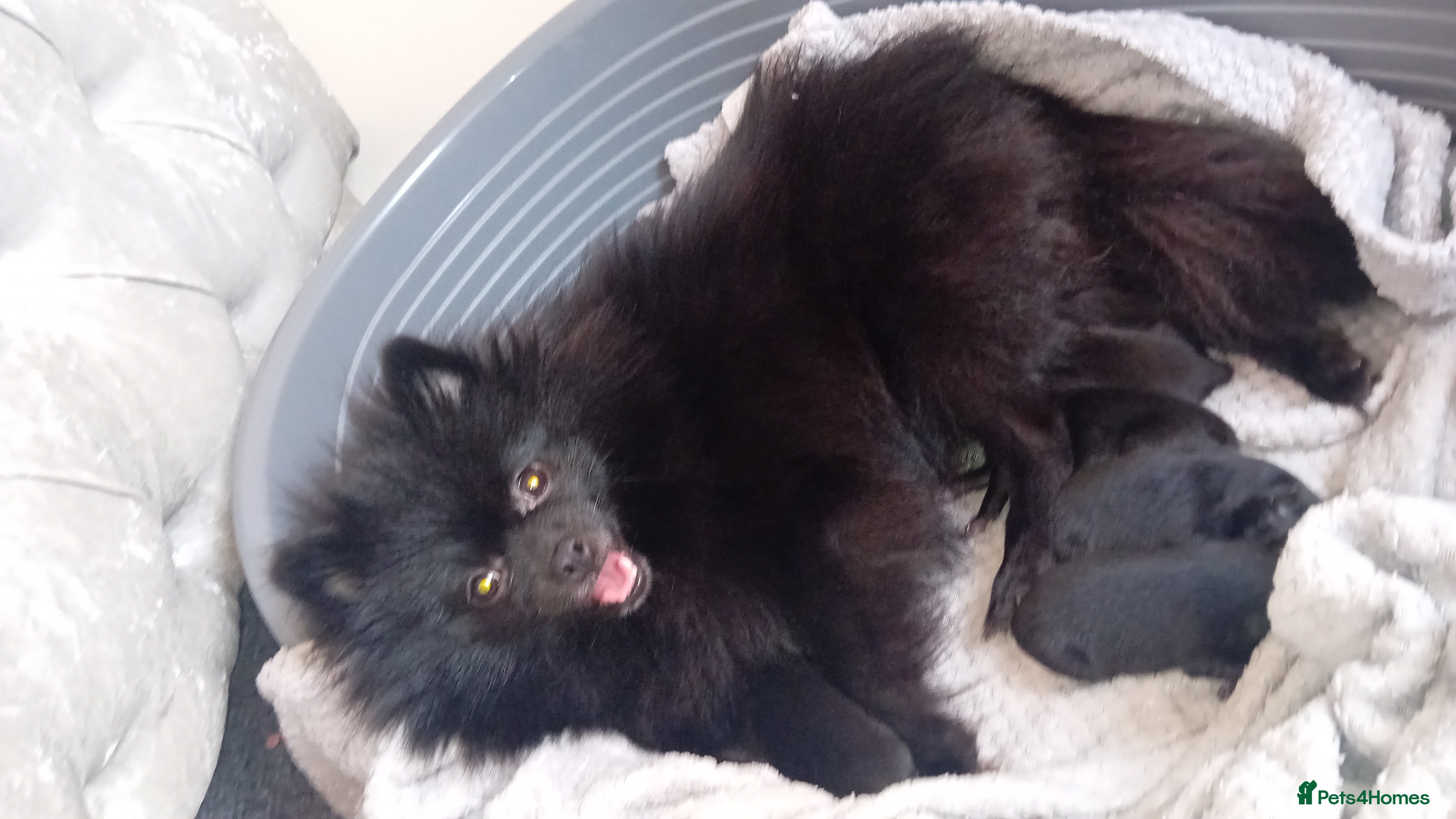 Pomeranian dogs Beautiful kc pomeranian for sale  - Advert 2