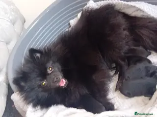 Pomeranian dogs Beautiful kc pomeranian for sale - Advert 8