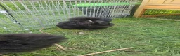 Chickens poultry for sale: Black pure bred silkies 5  - Advert 2