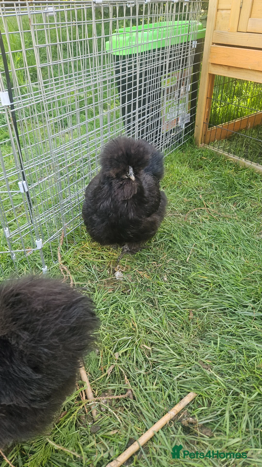 Chickens poultry for sale: Black pure bred silkies 5  - Advert 2