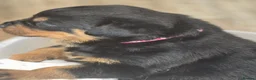 Rottweiler dogs for sale: Rottweiler puppies for sale cash only  - Advert 15