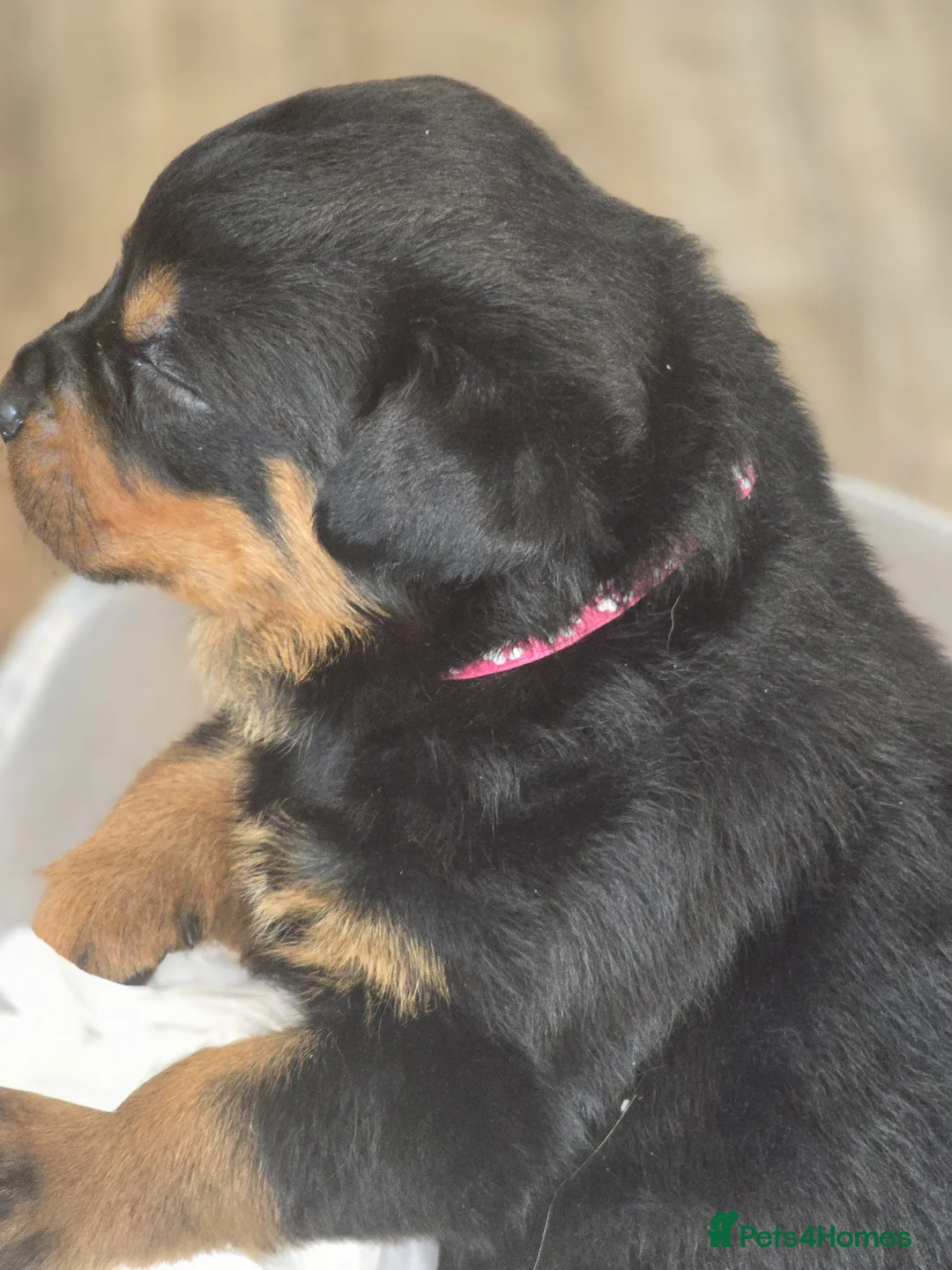 Rottweiler dogs for sale: Rottweiler puppies for sale cash only  - Advert 15