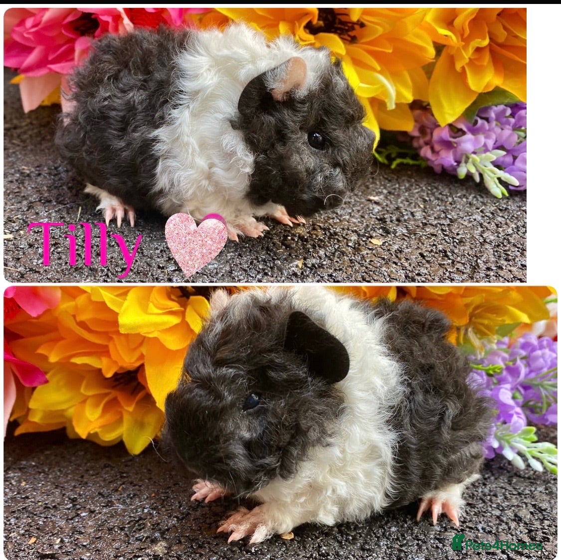 Guinea Pig rodents Pedigree Lunkarya Guinea pigs ready now  - Advert 1
