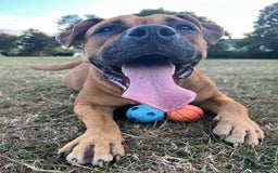 Mixed Breed dogs for sale: Scarlett  - Image 5