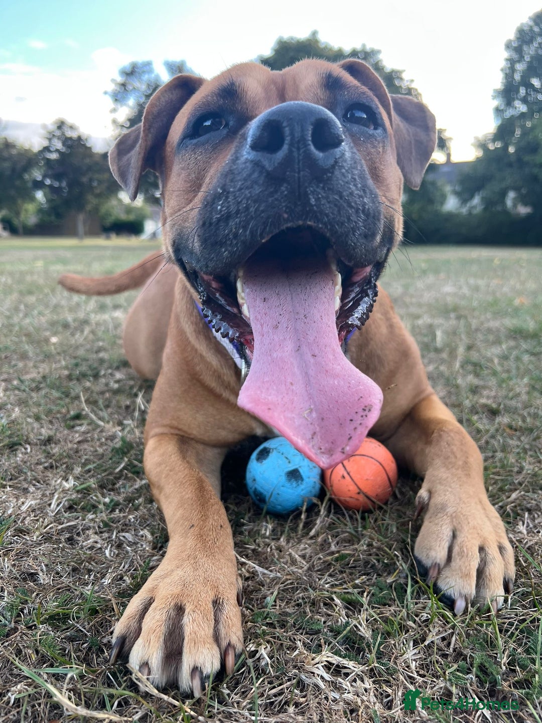 Mixed Breed dogs for sale: Scarlett  - Image 5