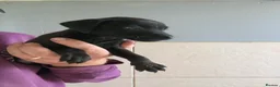 Patterdale Terrier dogs for sale: Quality 8 week old Patterdale Pups Available  - Advert 18