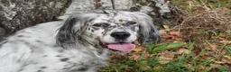 English Setter dogs for adoption: Bimba in Blaydon-on-Tyne - Advert 3