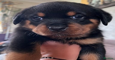 Rottweiler dogs - Advert 8
