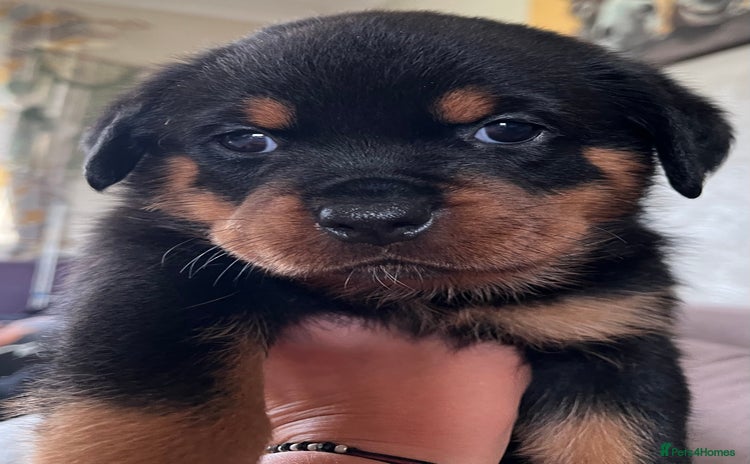 Rottweiler dogs - Advert 2
