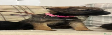 Border Terrier 2