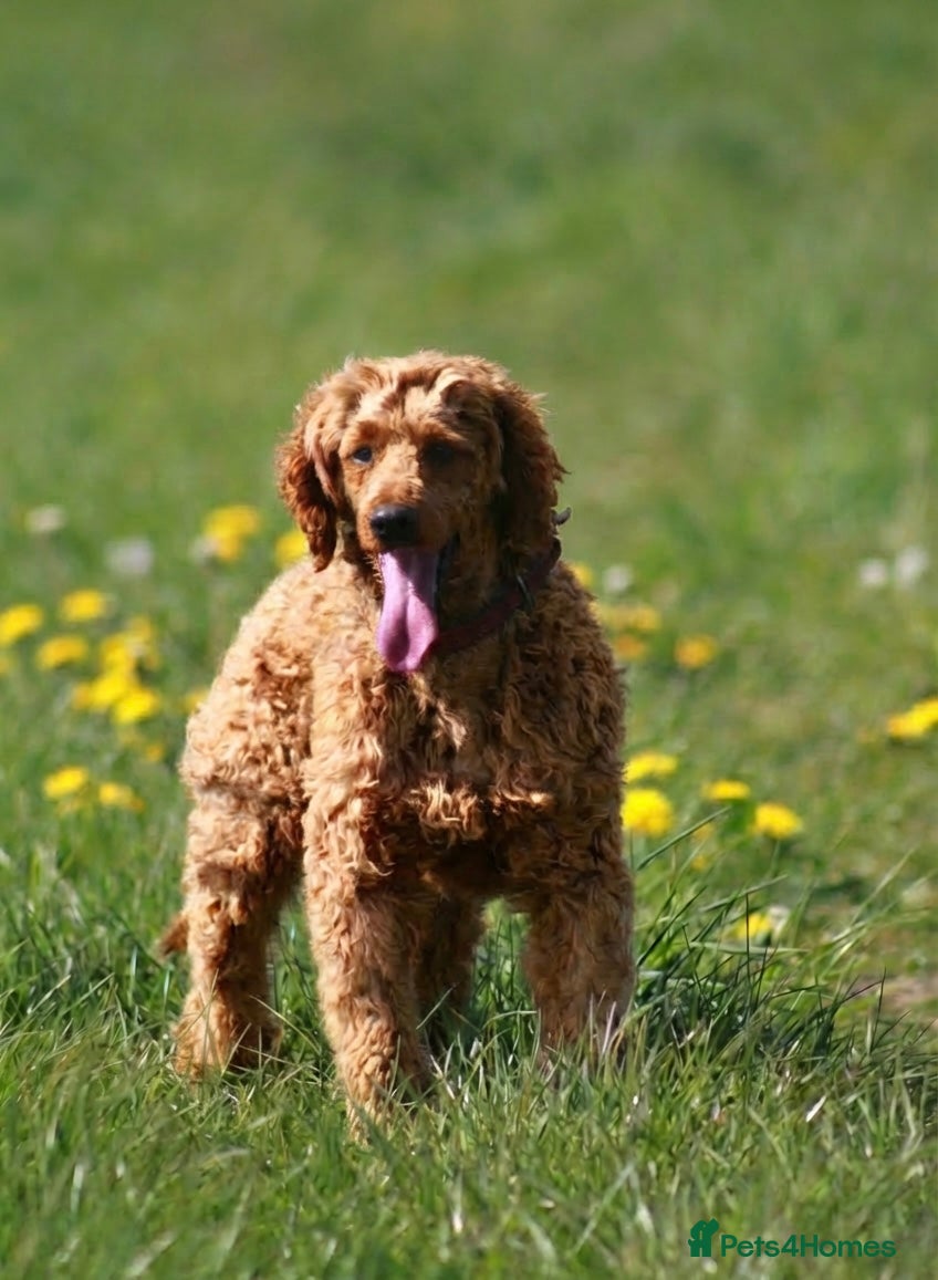 Miniature Poodle dogs Health tested red kc miniature poodle stud  - Advert 9