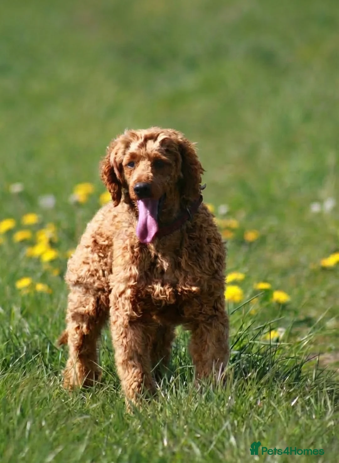 Miniature Poodle dogs for stud: Health tested red kc miniature poodle stud  - Advert 2