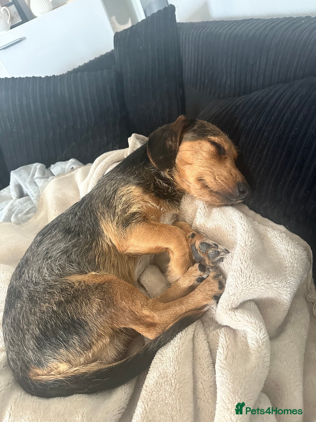Mixed Breed dogs for sale: Bentley  - Advert 6