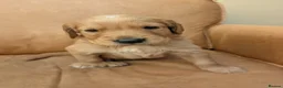 Golden Retriever dogs for sale: golden retriever pups boys - Advert 2