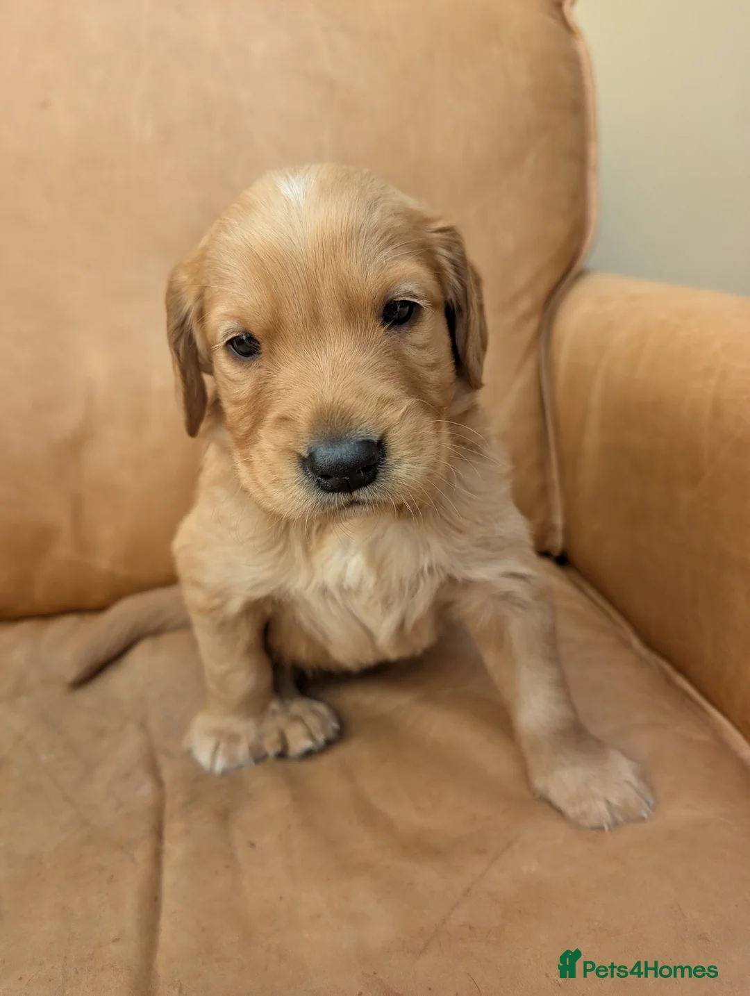 Golden Retriever dogs for sale: golden retriever pups boys - Advert 2