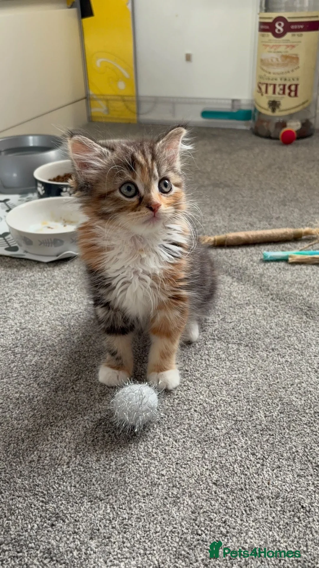 Mixed Breed cats for sale: 2 female mixed breed kittens in Bristol - Advert 3