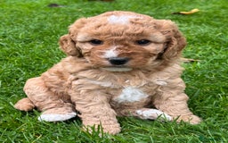 Cockapoo dogs for sale: F1b Toy Cockapoos 5⭐️ Licensed Breeder DNA Clear - Image 18
