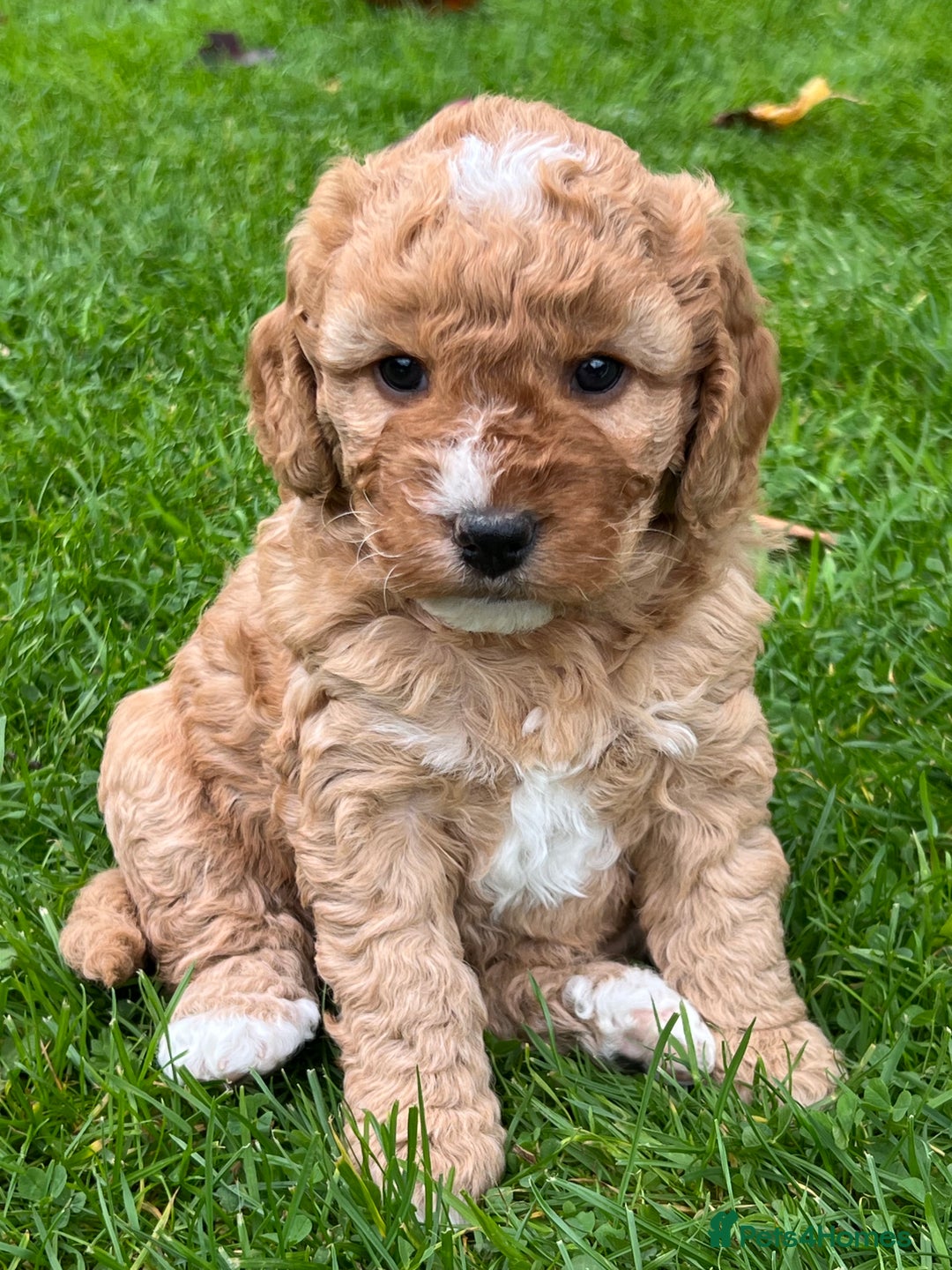 Cockapoo dogs for sale: F1b Toy Cockapoos 5⭐️ Licensed Breeder DNA Clear - Image 18