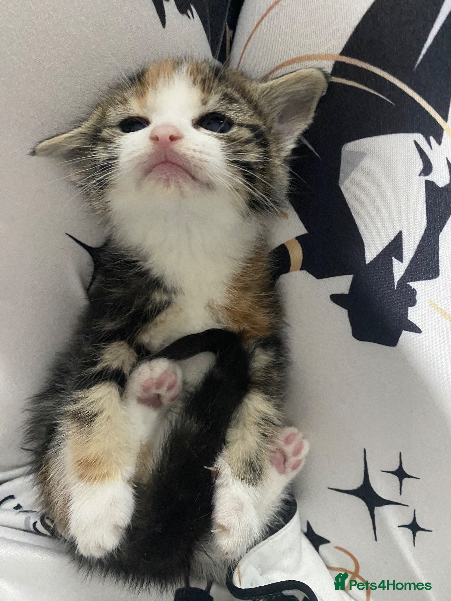 American Shorthair cats Beautiful docile boy  - Advert 18