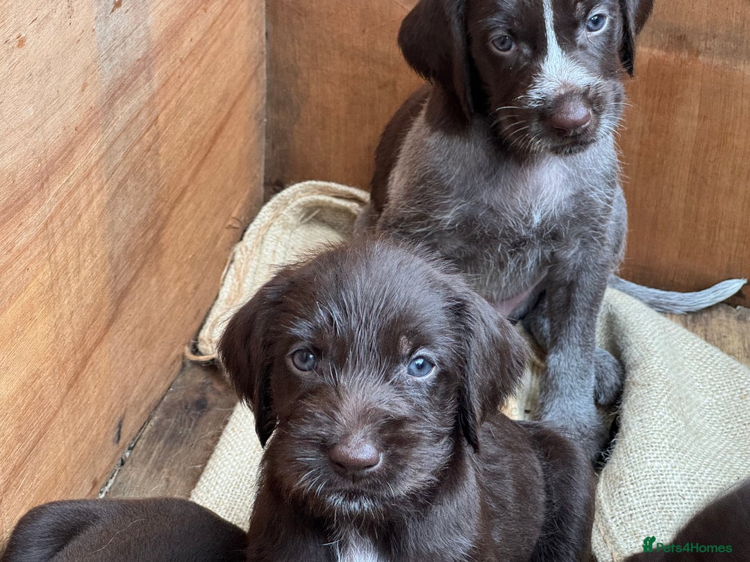 German Wirehaired Pointer dogs for sale: German Wire-haired Pointers of sale - Image 9