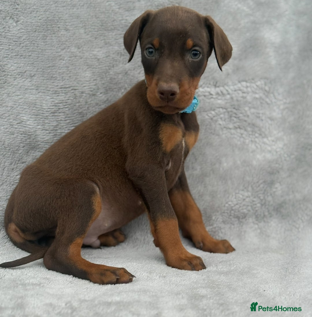 Dobermann dogs for sale: Kc Reg.European Blood lines Doberman Puppies - Image 14