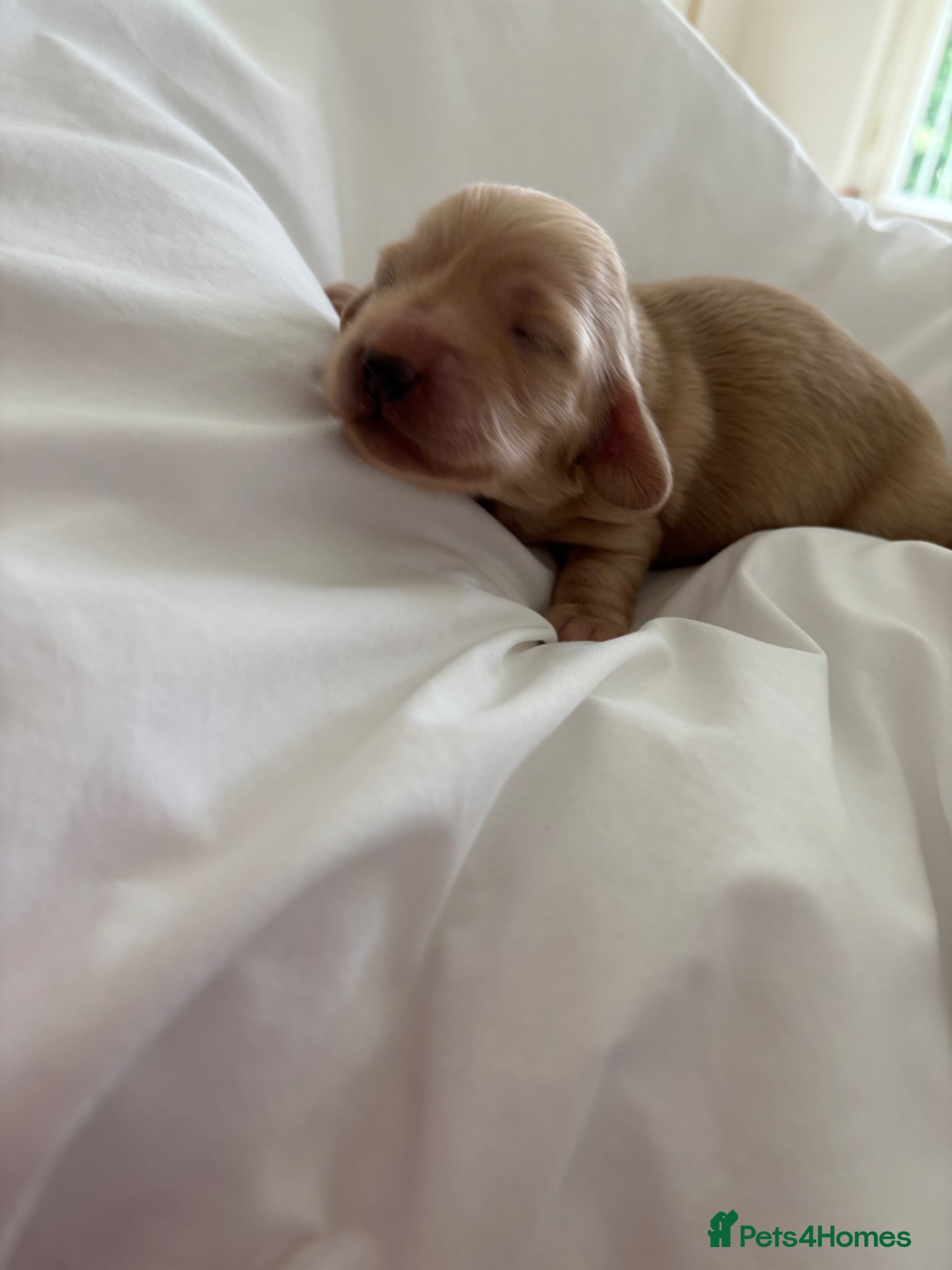 Dachshund dogs KC Miniature Long Haired Cream Dachshunds  - Advert 5