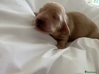 Dachshund dogs KC Miniature Long Haired Cream Dachshunds - Advert 5