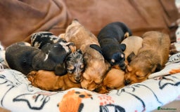 Miniature Dachshund dogs for sale: 7 Mini Dachshunds - Image 2