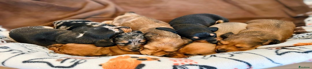 Miniature Dachshund Puppy 5