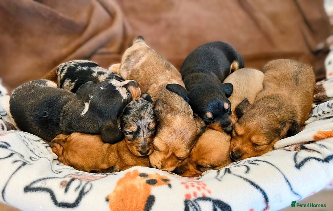 Miniature Dachshund dogs for sale: 7 Mini Dachshunds - Image 2