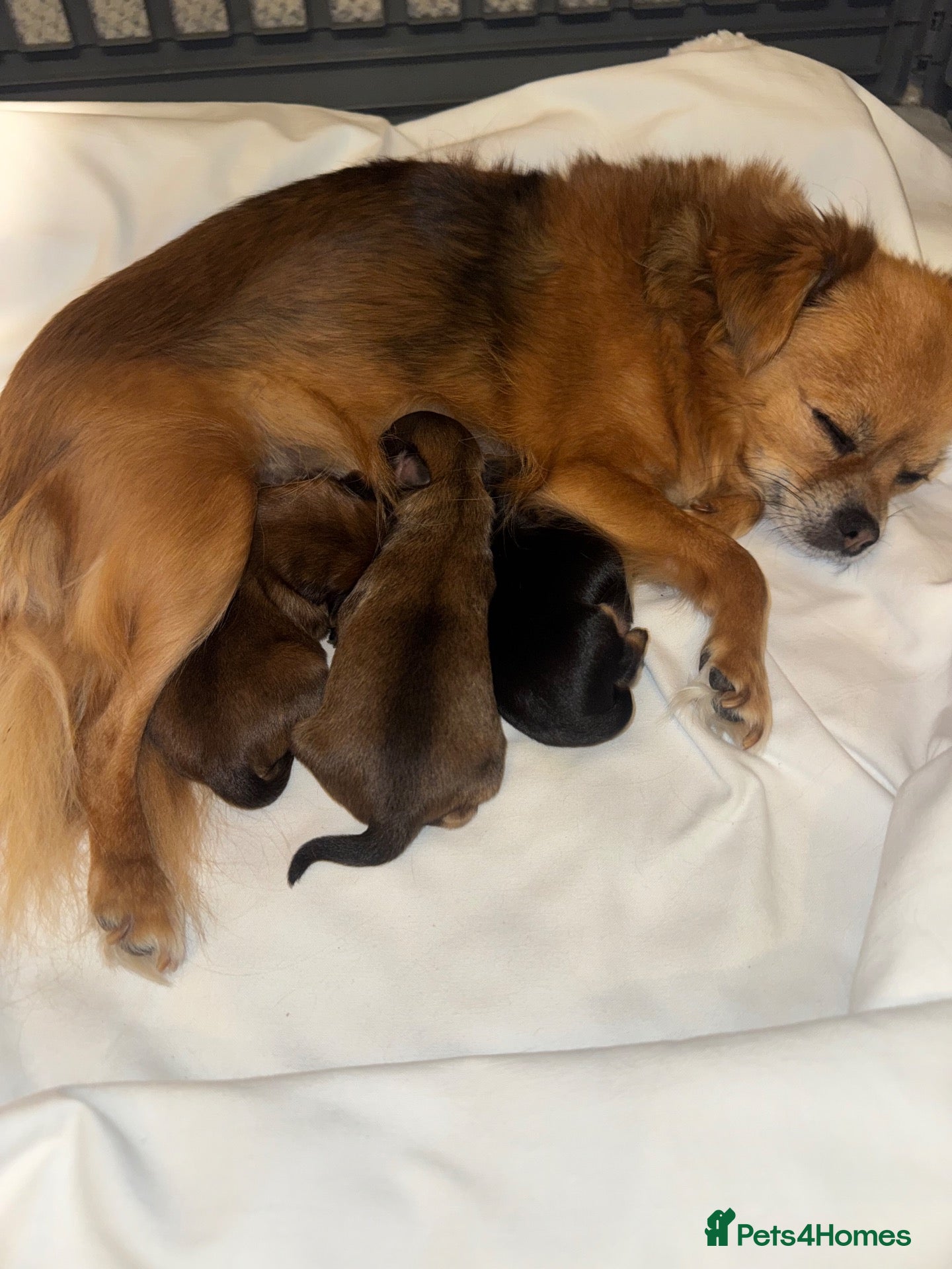 Mixed Breed dogs Beautiful Chihuahua/Biewer Yorkie pups available  - Advert 5