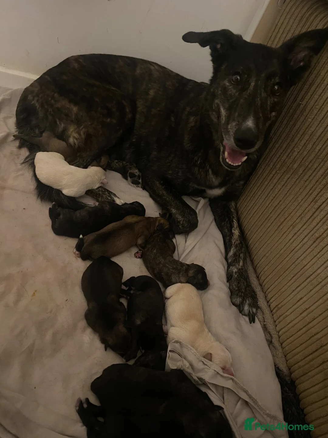 Lurcher dogs for sale:     10 beautiful Lurcher Puppies  6 Girls, 4 Boys  - Advert 17
