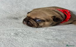 French Bulldog dogs for sale: Four beautiful healthy female French Bulldogs - Image 15