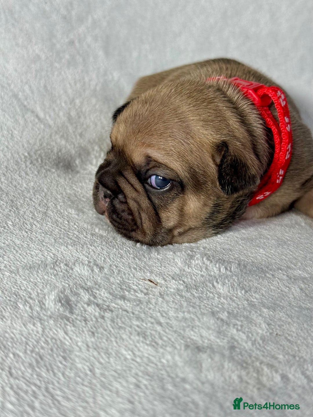 French Bulldog dogs for sale: Four beautiful healthy female French Bulldogs - Image 15