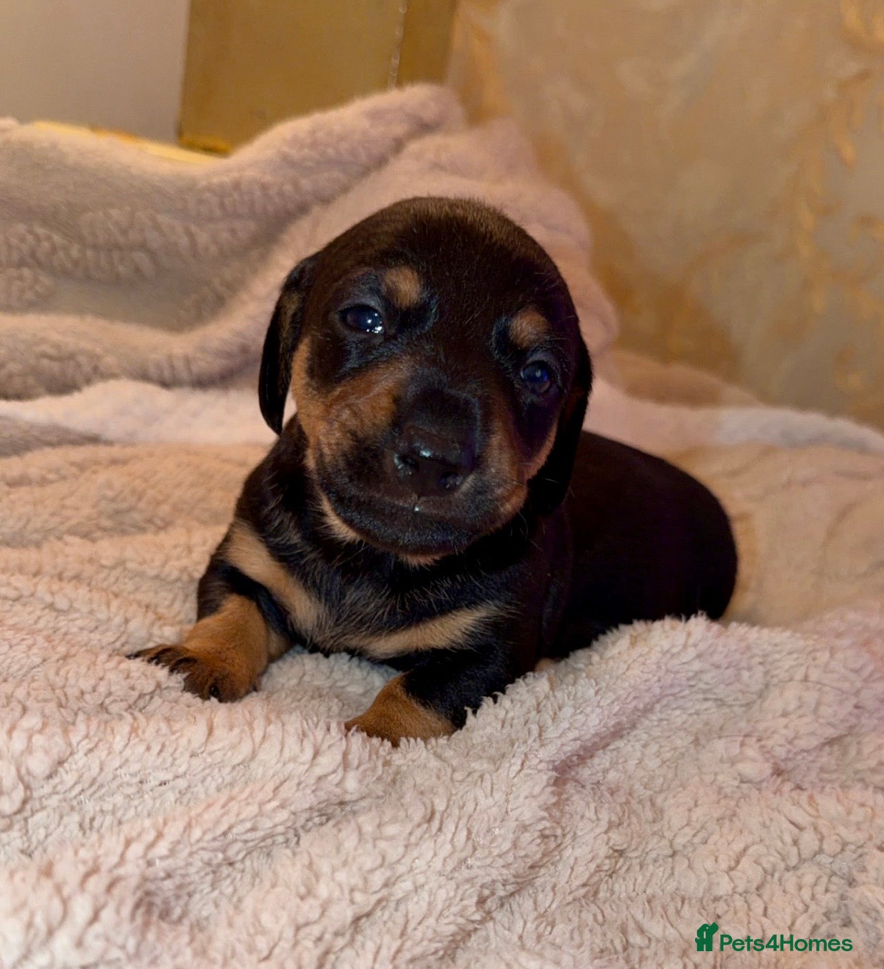 Dachshund dogs for sale: Dachshund  - Advert 19
