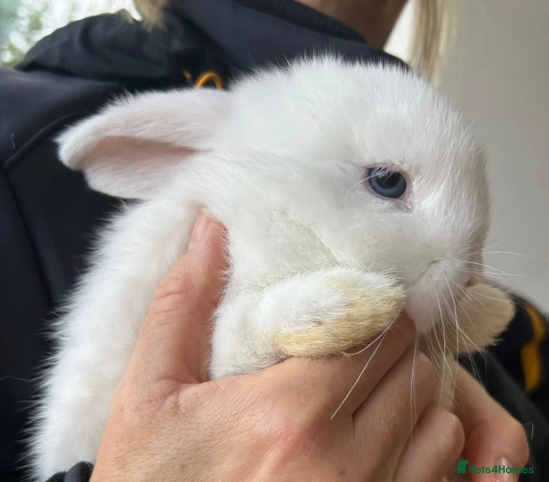 Mini Lop rabbits for sale: Mini Lop Buck - Advert 3
