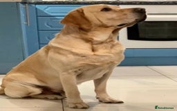 Labrador Retriever dogs for sale: 🐾 adorable Labrador Puppies- Taking Deposits Now - Image 14