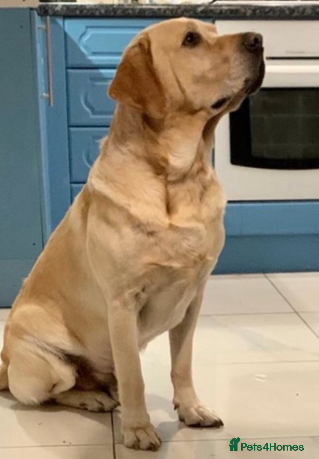 Labrador Retriever dogs for sale: 🐾 adorable Labrador Puppies- Taking Deposits Now - Image 14