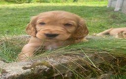 Cocker Spaniel dogs for sale: Show Type Cocker Spaniel Puppies - Advert 5