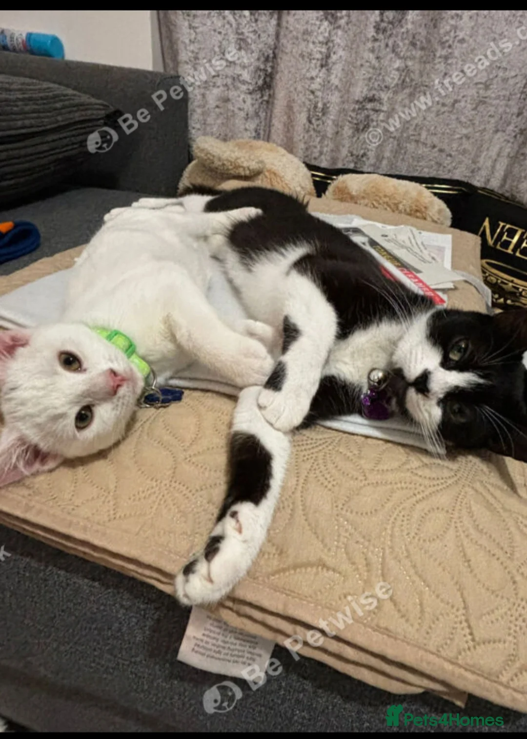 Mixed Breed cats for sale: Chanel and dior  - Advert 11