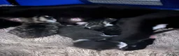 Mixed Breed cats for sale: Beautiful kittens ready for their forever homes - Advert 3