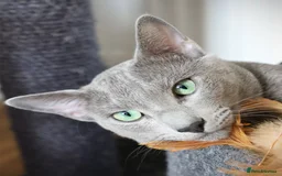 Russian Blue cats for stud: Russian blue for stud  in Burton-on-Trent - Image 8
