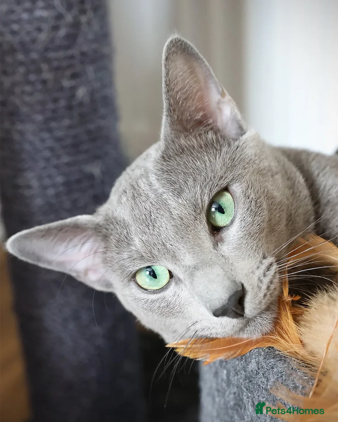 Russian Blue cats for stud: Russian blue for stud  in Burton-on-Trent - Advert 8