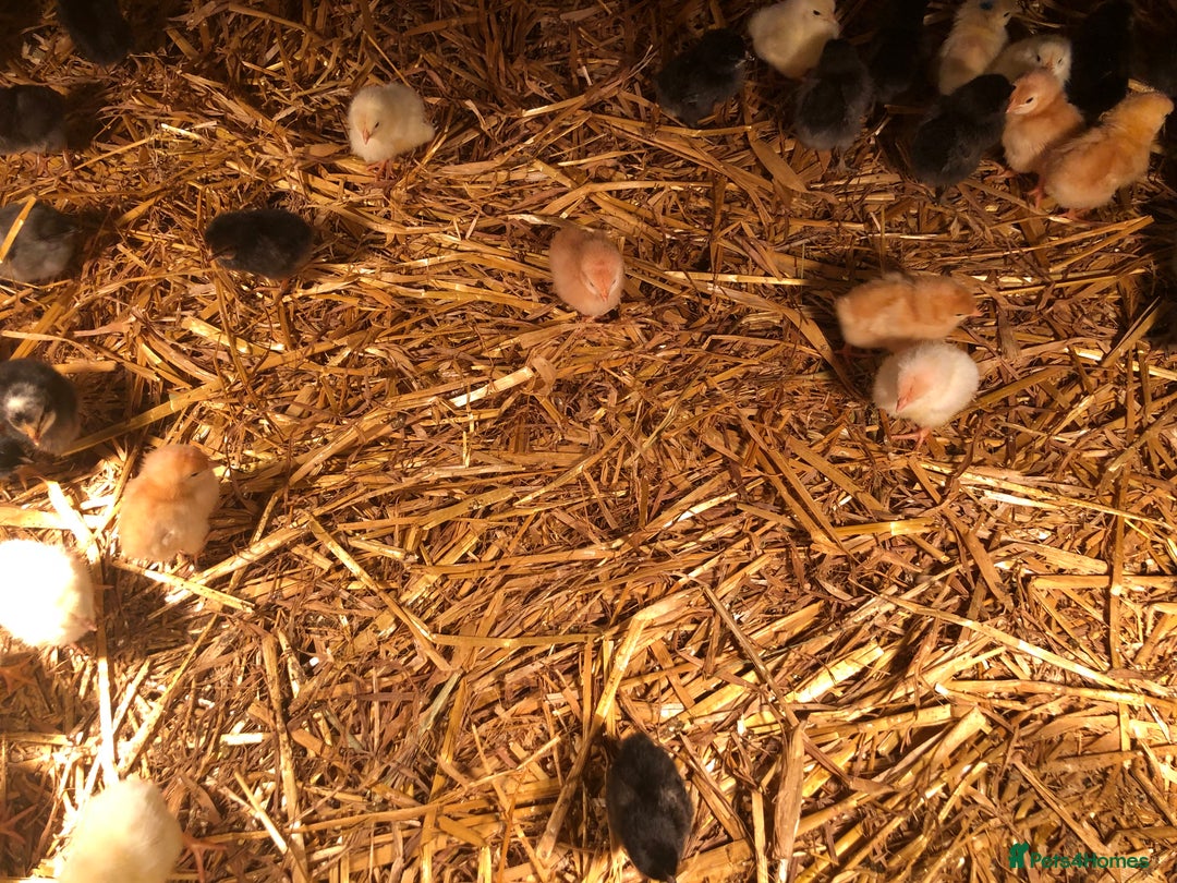 Chickens poultry for sale: Sexed pullet chicks. Blue, brown, white layer  - Advert 12