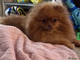 Pomeranian dogs Lisa - Advert 17